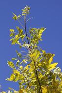 Gleditsia Leather Sleeves Tree