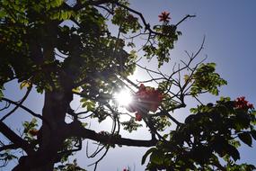 Tree Blossom sun