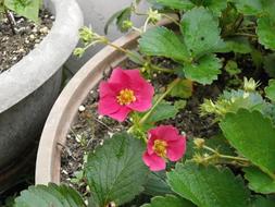 Strawberry Flower Of
