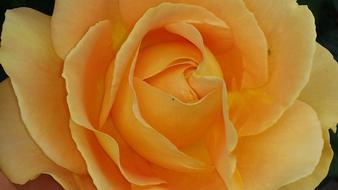 Rose, Orange Flower, top view, detail