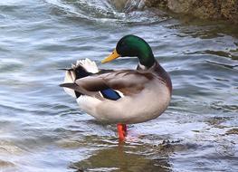 Mallard Duck Drake