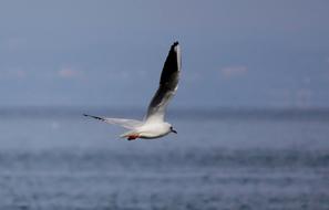 Gull Flight Flying