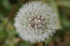 Dandelion Flower in a blurred background