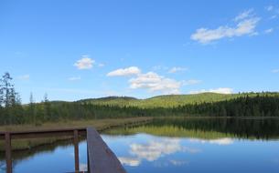 Lake Reflections Tree