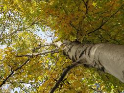 Birch Autumn Leaves