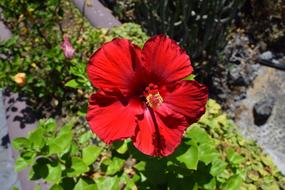 Hibiscus Red Blossom in the garden on a sunny day