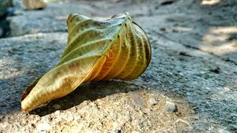 Dry Leaves on stone ground