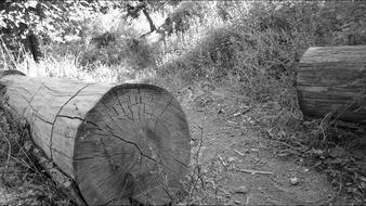 Tree Ruins Black And