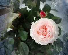 cute Rose Blossom garden