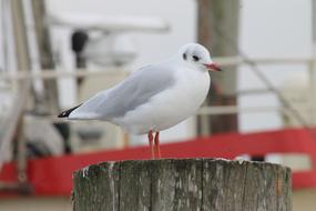 Seagull Port Coast North sea