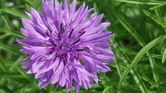 Cornflower Purple Flower green garden