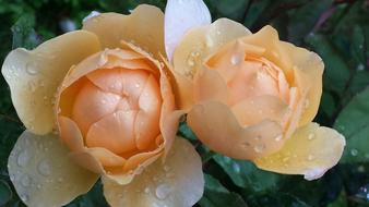 Roses Raindrops