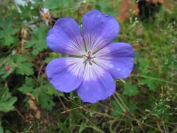 Flower Blue green grass
