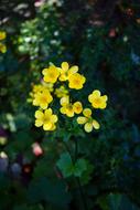 yellow Buttercup Flower Blossoms