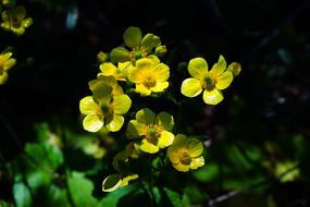 Beautiful, yellow, green and orange buttercup flowers, among the leaves, among the darkness