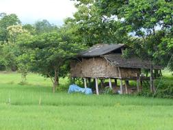 Rice Granary Lampang