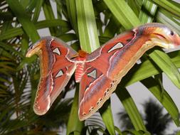 Attacus Atlas Butterfly