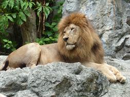 Lion Zoo