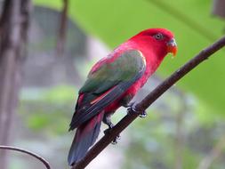 Parrot Red Wild bird