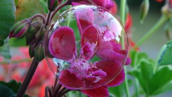 Bubble Flower Red