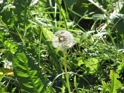 Close-up of the beautiful, white dandelion flower, among the green grass, in sunlight