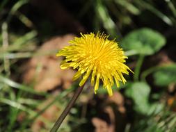 yellow dandelion in the meadow on a blurred background