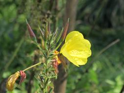yellow Evening Primrose Flowers