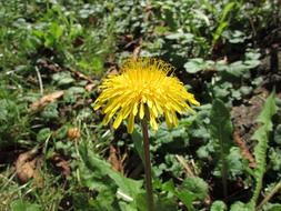 photo of a yellow dandelion in the forest