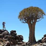 Quiver Tree Namibia Africa