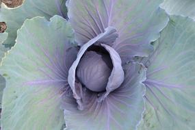 Cabbage Horticulture Kitchen