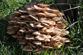 natural Mushroom in Green grass