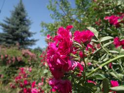 Rose Flower garden green