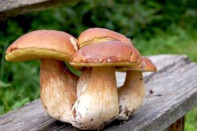 Mushrooms White Bench