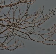 Bare Branches Tree