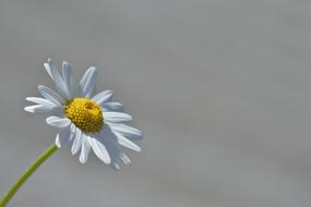 Marguerite Flower grey background