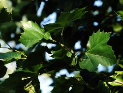 Leaves Autumn Green