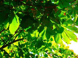 Chestnut Leaves Leaf Green