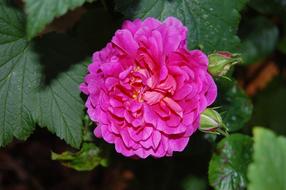 Close-up of the beautiful, blossoming, purple and red Princess Anne rose flower