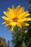 Woodland Sunflower blue sky