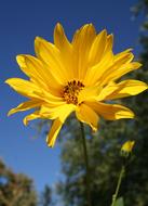 closeup view of yellow Woodland Sunflower