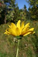 Woodland Sunflower Flower