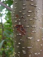 Tree Strain Bark