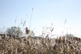 Autumn Silver Grass