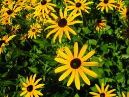 Daisies Flower Yellow green