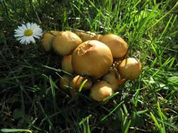 Yellow mushrooms in the grass