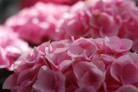 Flowers Garden Pink