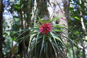 beautiful pink Bromelia Flower