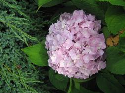 Hydrangea Flower soft pink
