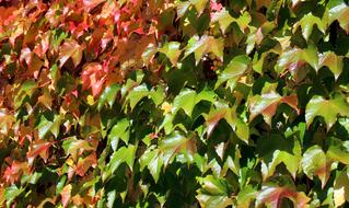 Golden Autumn Vine Leaves