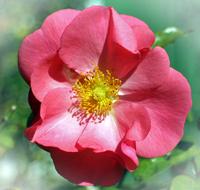 pink Rose Blossom Bloom petals